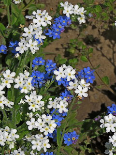 Forget-me-not
