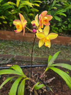Yellow and orange orchid flowers on a thin stem growing in a garden with green plants behind