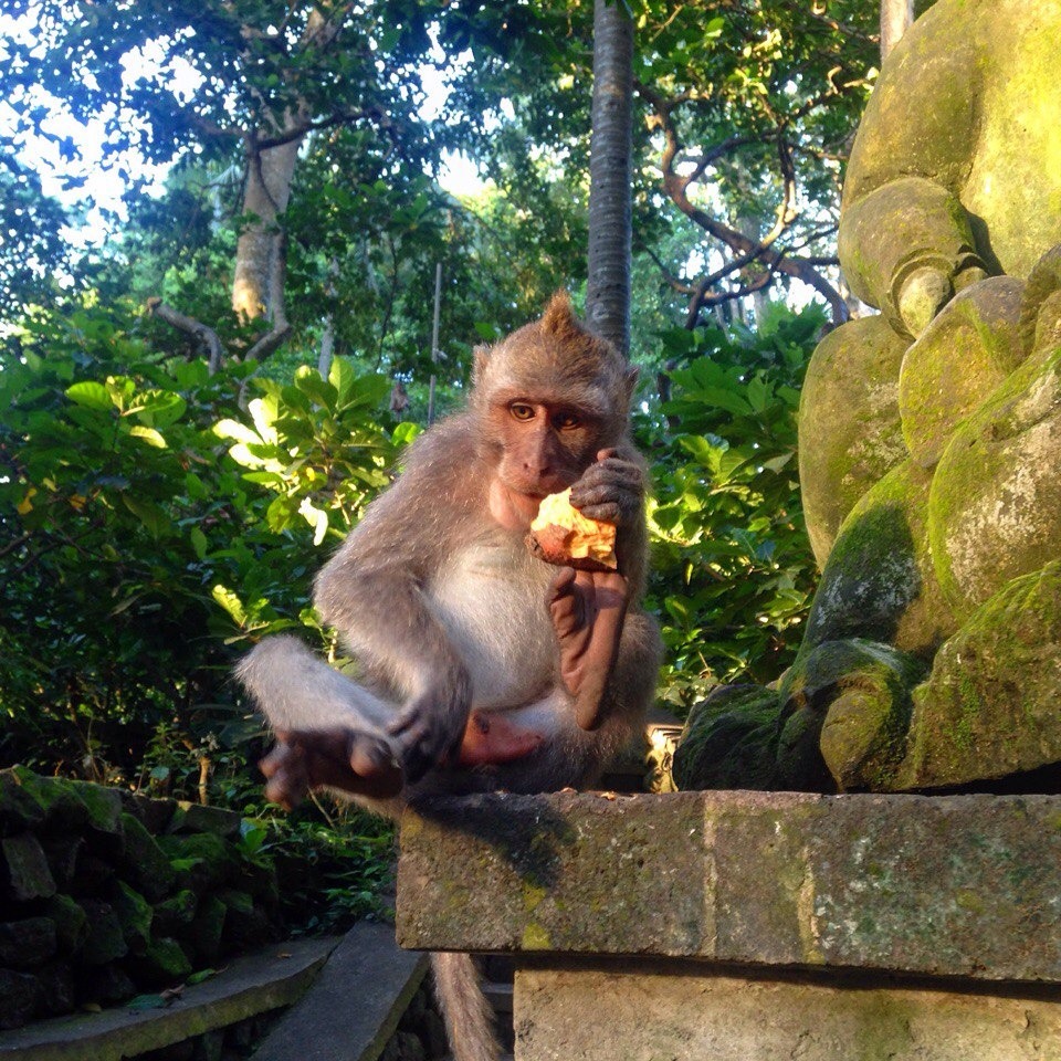 Macaque monkey eating while sitting on ancient stone temple wall in green forest