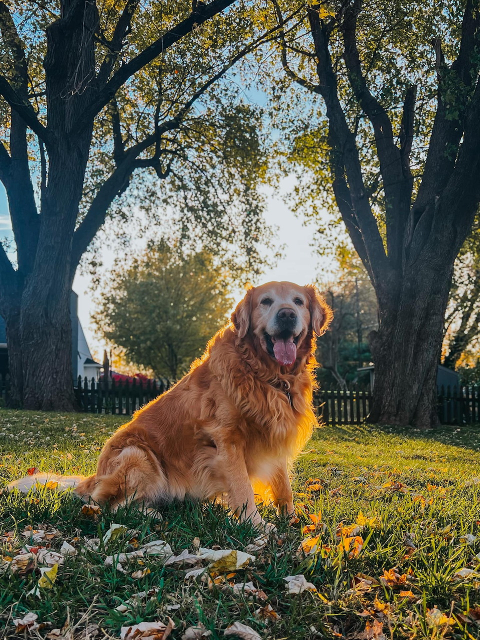 Golden retriever dog sitting on a lawn with autumn leaves and trees in the background