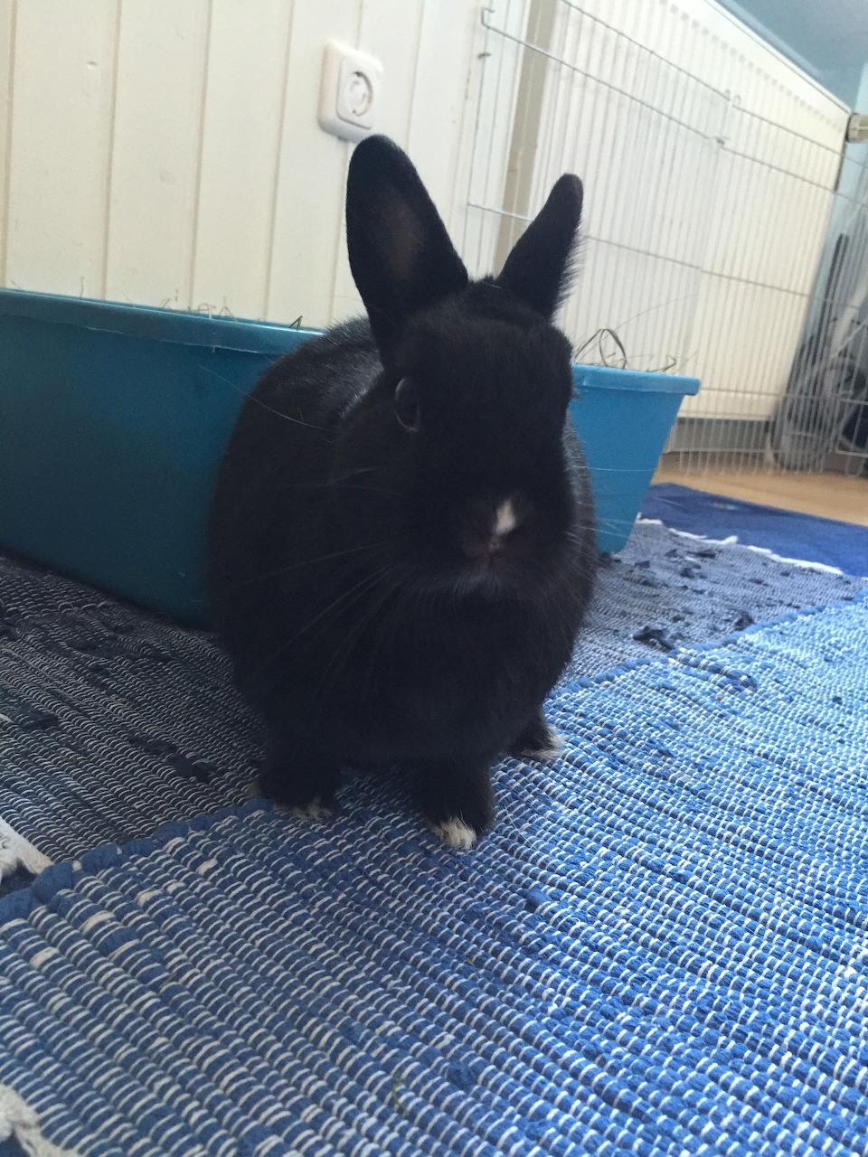 Black Bunny Indoor Portrait