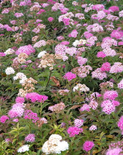 Pink, white and magenta Japanese spirea flower clusters with green leaves