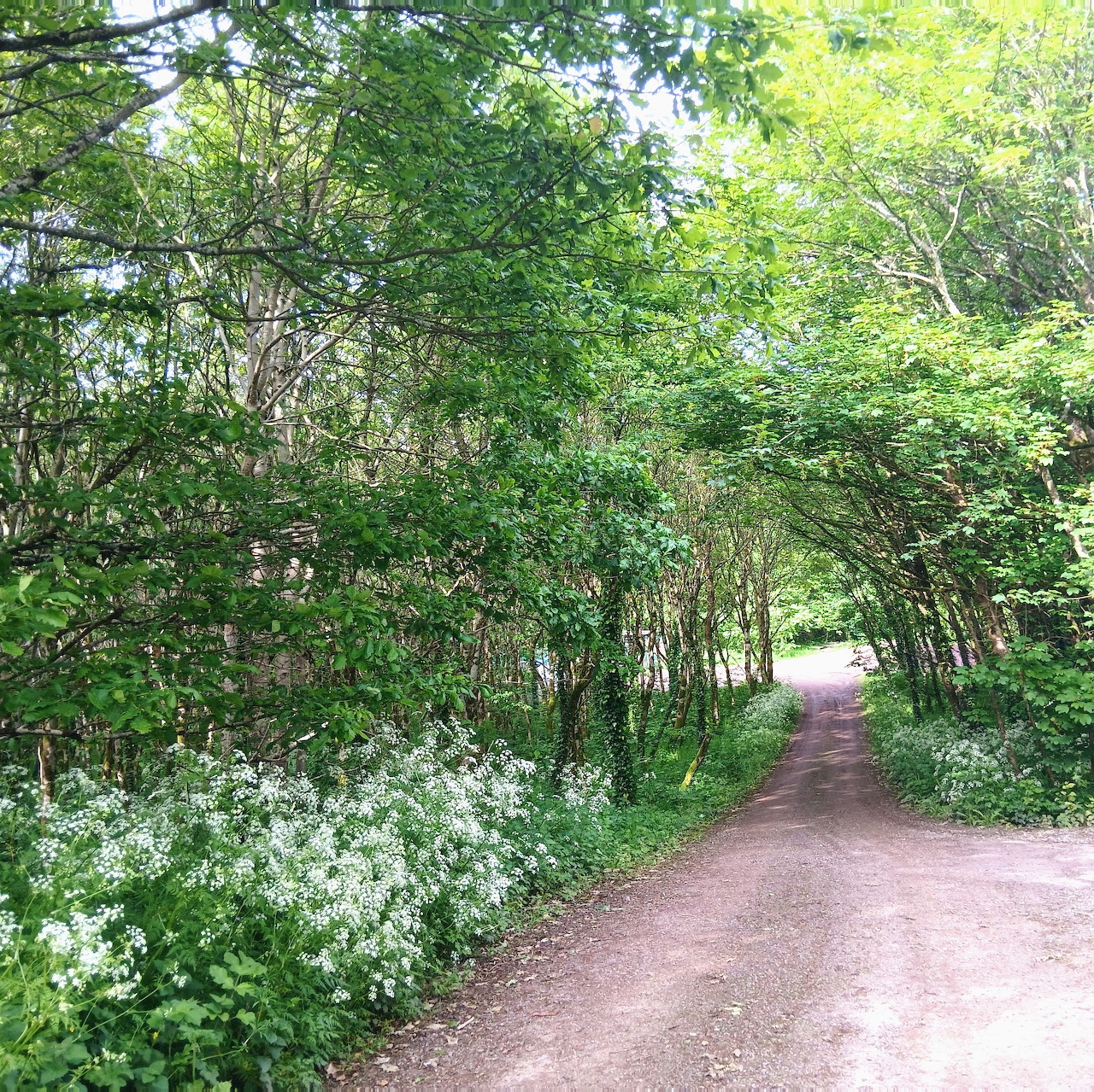 Woodland walk