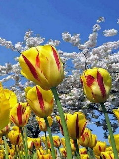 Yellow and red striped tulips reaching toward a blue sky with white cherry blossoms behind them