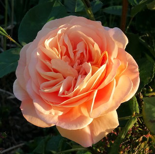 Orange Rose Bloom