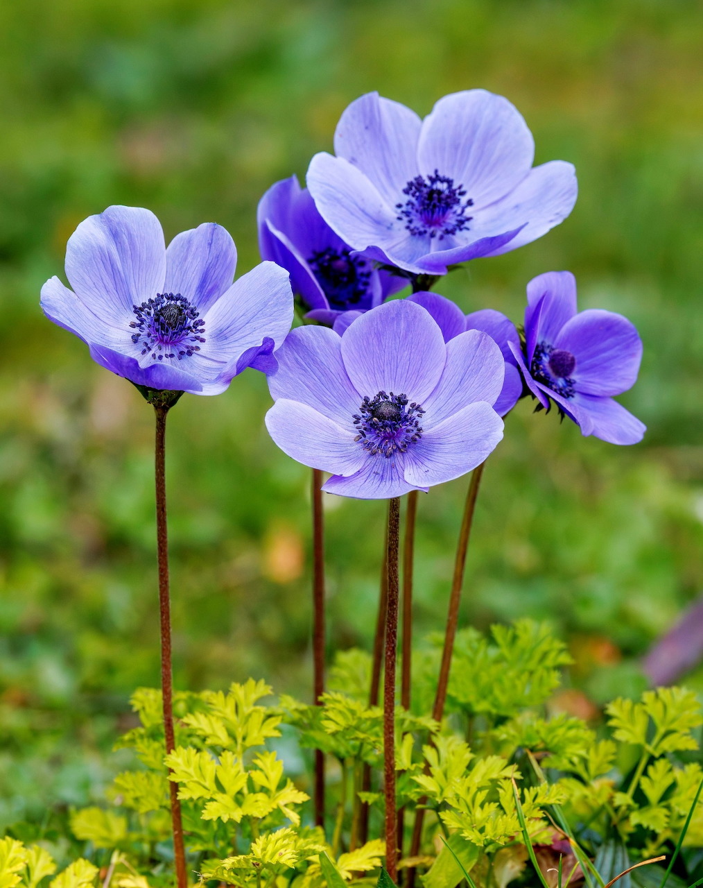 Purple Anemone Flowers