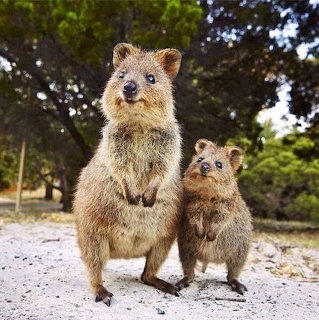 An adult quokka and a smaller young quokka standing on sandy ground under trees