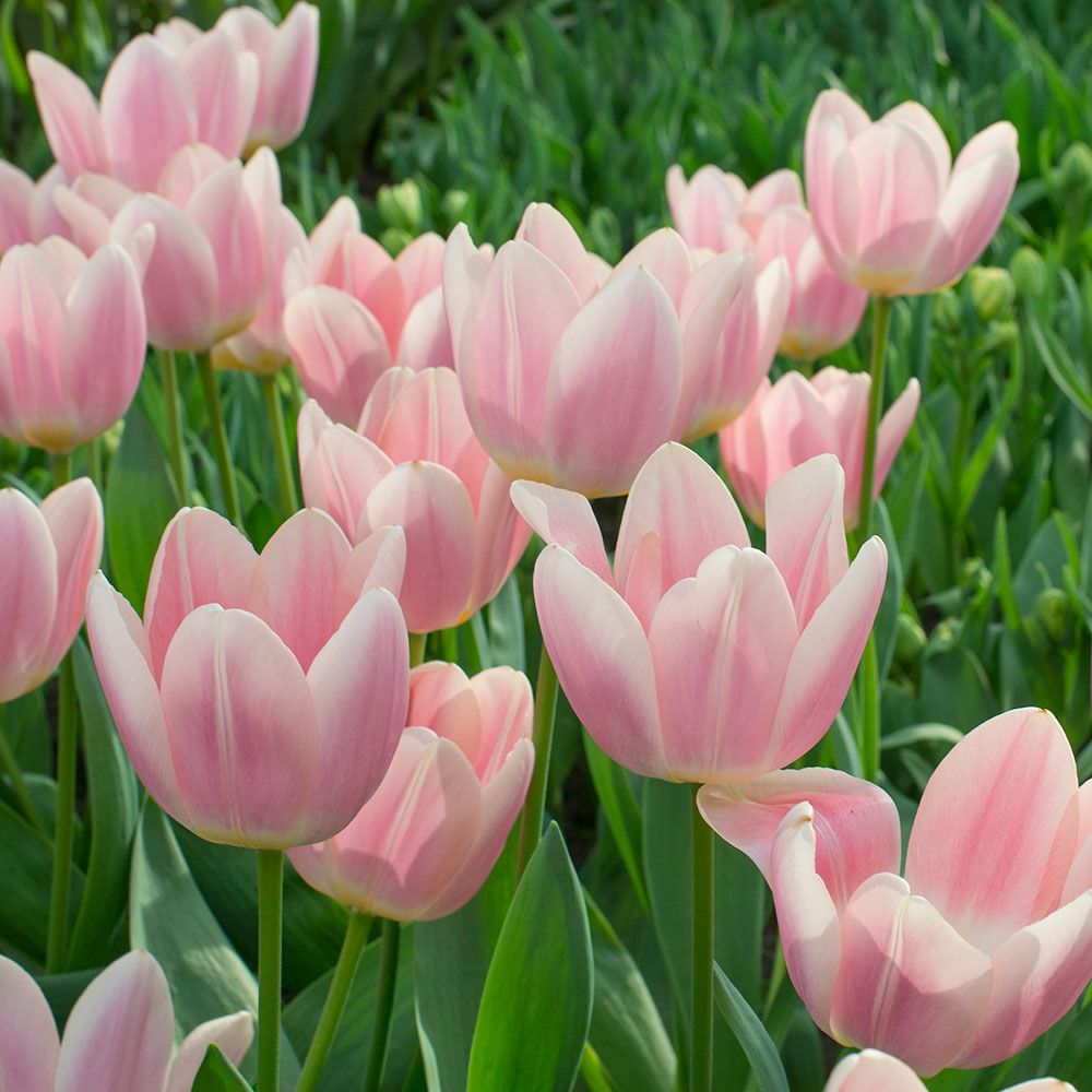 Close-up of pink apricot tulips with soft petals blooming among green foliage in a spring garden