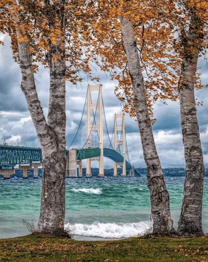 Mackinac Bridge seen through birch trees with fall leaves, water and cloudy sky