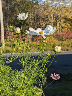 Cosmos Flowers Roadside