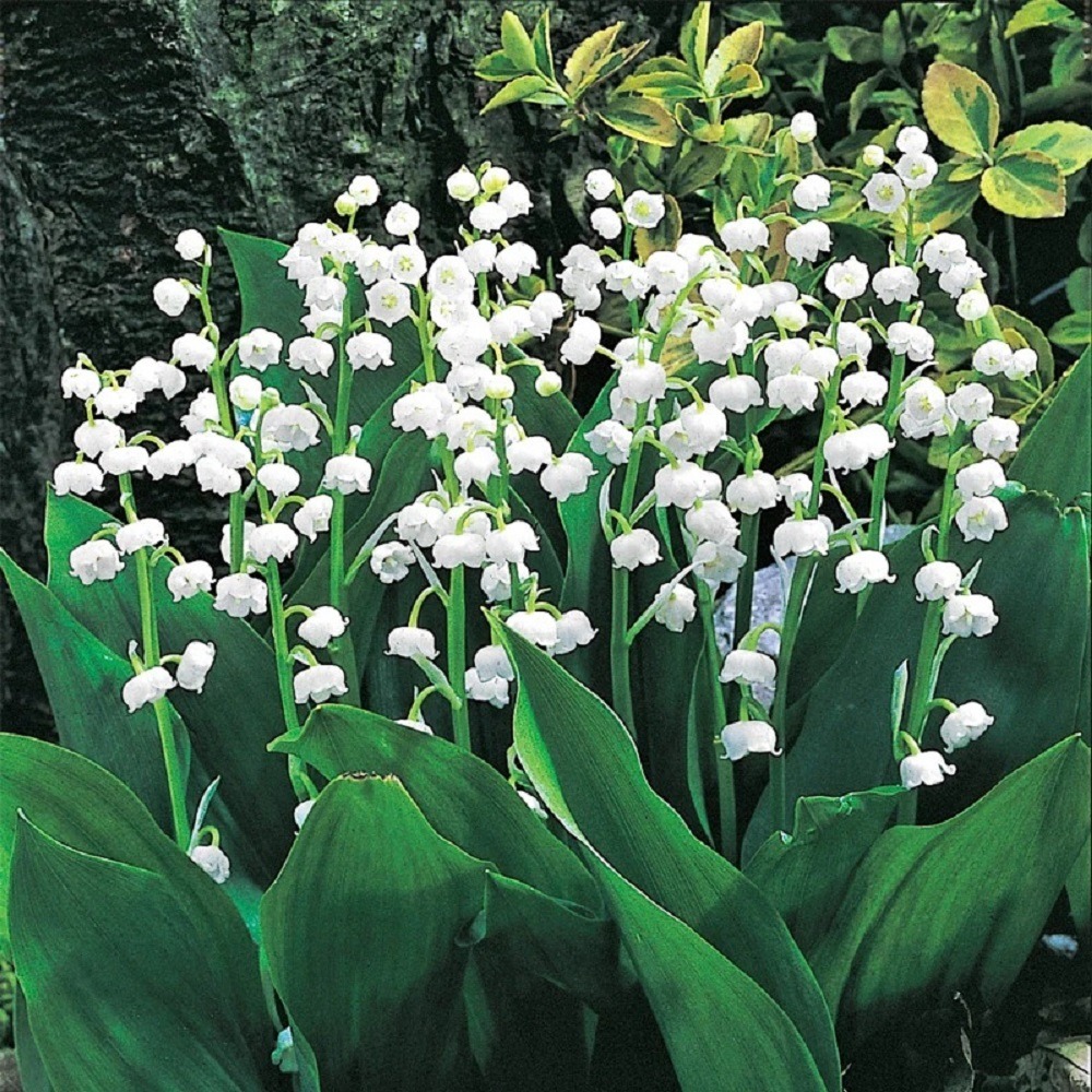 Lily-of-the-Valley Blooms