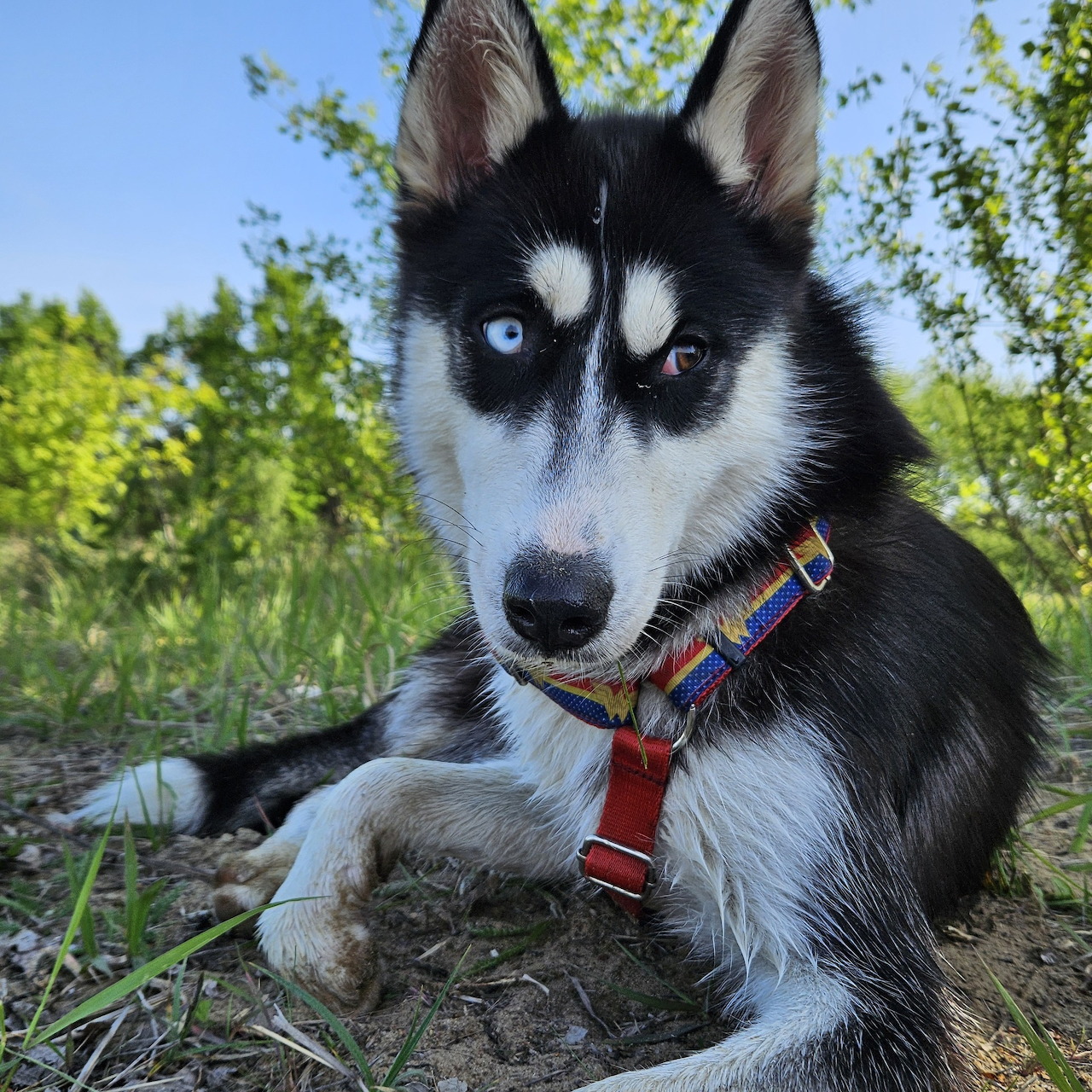 Black and white Husky puppy with blue eyes sitting outdoors wearing a colorful collar