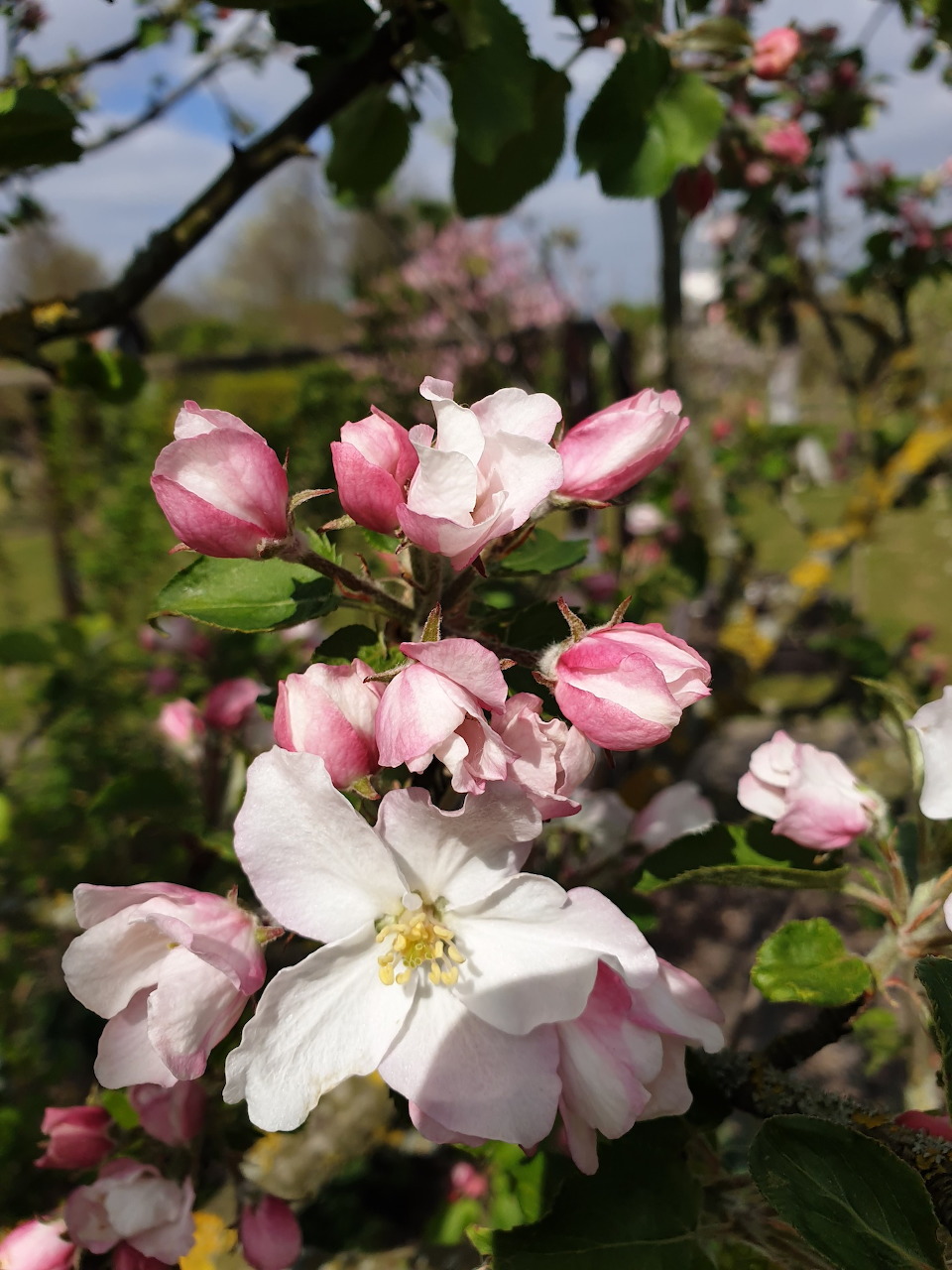 Close-up of pink and white apple blossom flowers on a tree branch in a spring garden