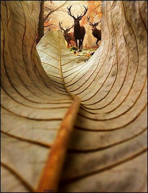 View through a curled dry leaf toward deer in a forest