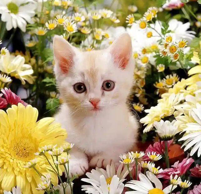 White kitten sitting among colorful daisies and flowers