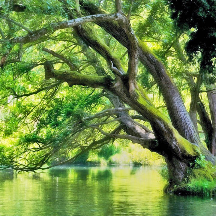 Tree Over Lake