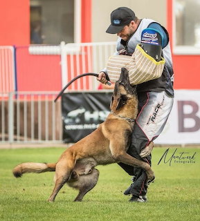 Police officer in protective gear training Belgian Malinois dog in bite work exercise on grass field