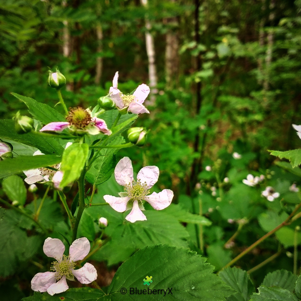 White blackberry blossoms with pink centers among green leaves in a forest