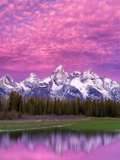 Snow-capped Grand Teton peaks under pink clouds reflected in a still lake with pine trees
