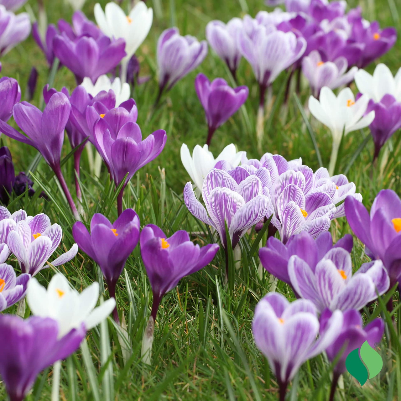 Purple and white crocus flowers blooming in grass