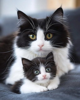 Mother Cat and Kitten