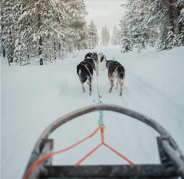 View from a dog sled following huskies on a snow-covered forest trail