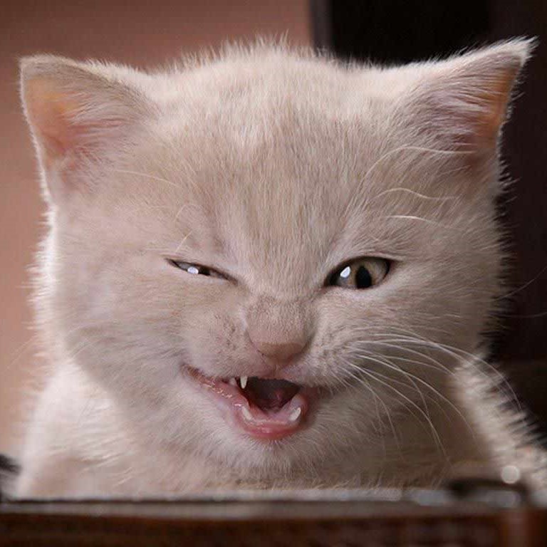 Cream kitten winking with open mouth showing playful expression