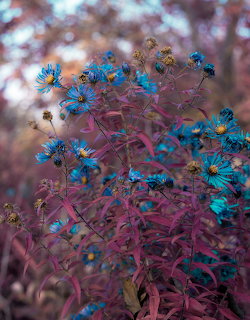 Blue wildflowers with purple foliage in soft autumn bokeh background