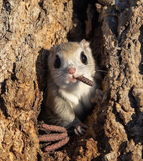 Small squirrel peeking from hollow in rough tree bark