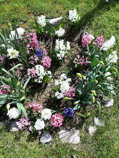Colorful hyacinth flowers bloming in a stone-bordered garden bed on green grass