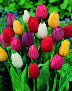 Colorful Tulips Bouquet