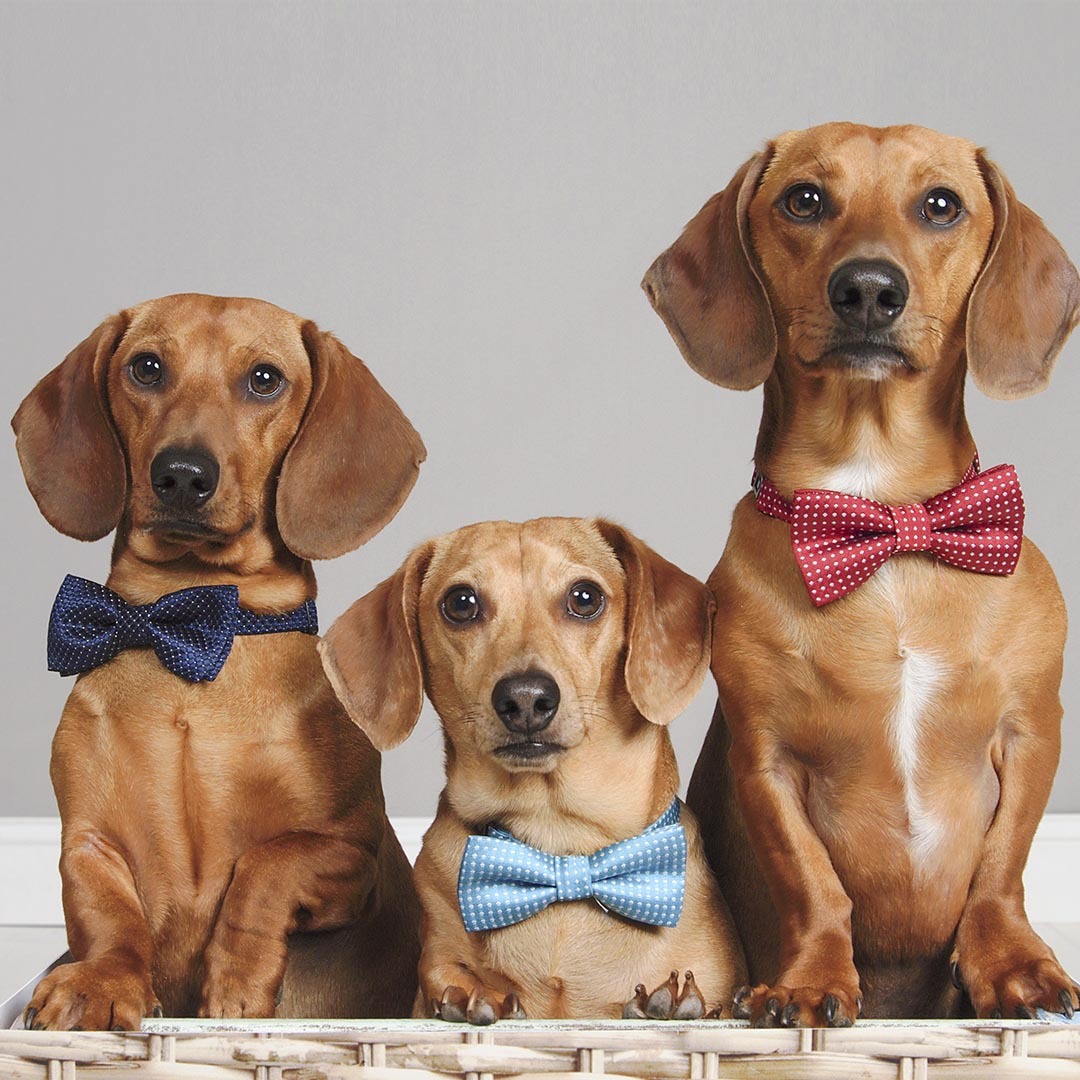 Three dachshunds wearing bow ties sitting together on a white surface