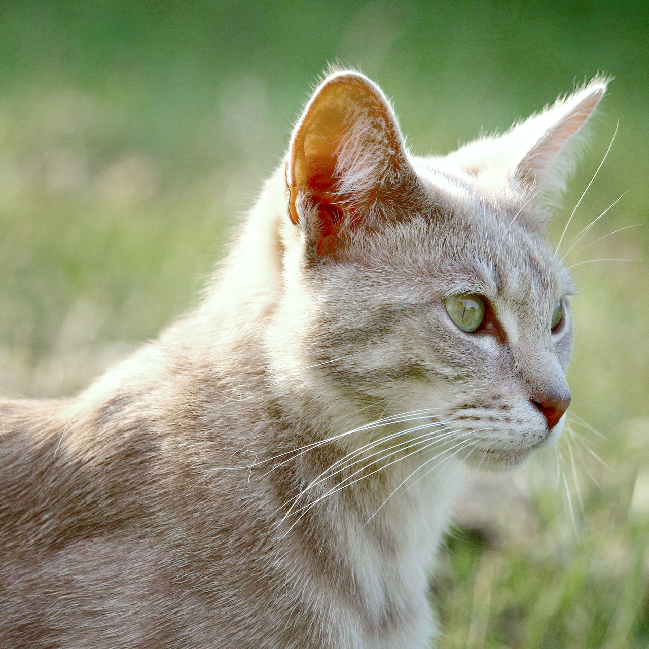 White Tabby Cat Profile