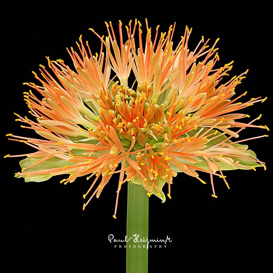 Orange scadoxus flower with fine stamens on a black background