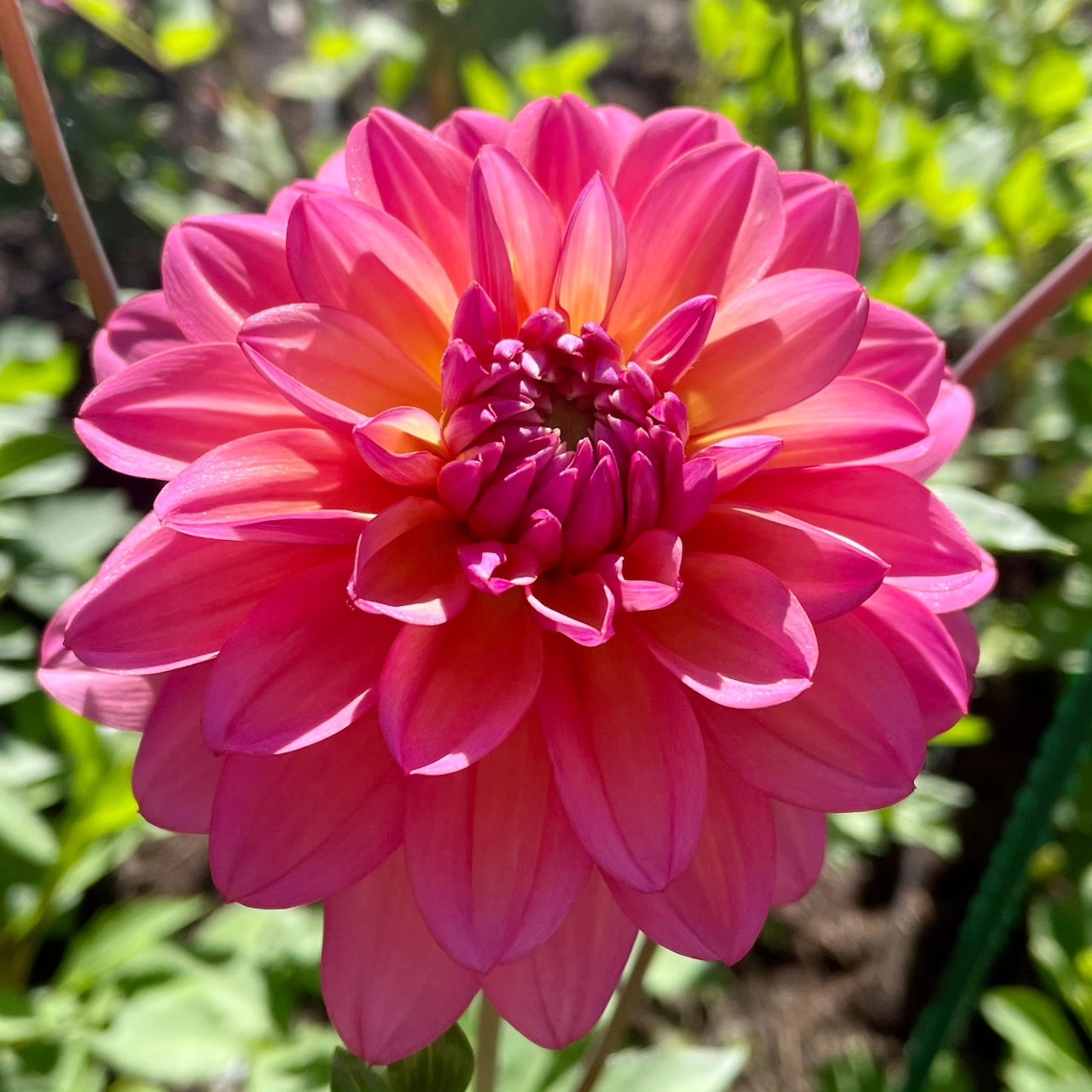 Close-up of a bright pink dahlia flower with multiple layered petals and orange-yellow center against green background