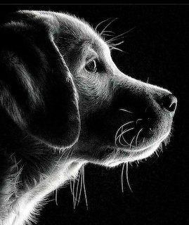 Dog Portrait Black White