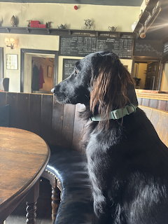 Dog in Pub