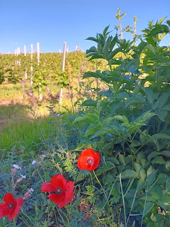 Red poppies growing among lush green plants with a vineyard and blue sky in the background