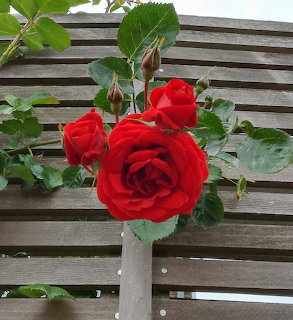 Red Roses on Wooden Fence