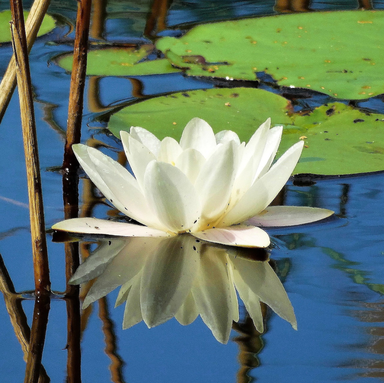 White water lily floating on blue water with green lily pads and reflection
