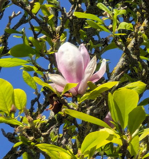 Pink magnolia flower blooming on tree branch with green leaves against blue sky