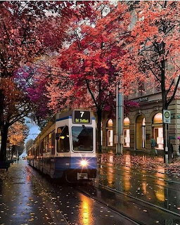 City tram on a rainy street surrounded by vivid red autumn foliage and illuminated storefronts