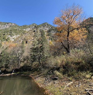 Mountain landscape with a calm river, rocky hillside, pine trees, and an autumn tree under a blue sky