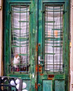 Orange tabby cat sitting in weathered green door with metal grate and plaid curtains