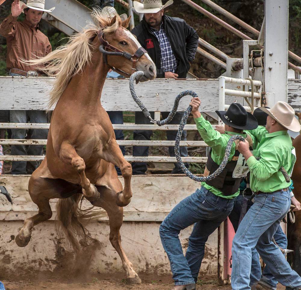 Bucking brown horse rearing up with rider at rodeo, cowboys nearby in arena