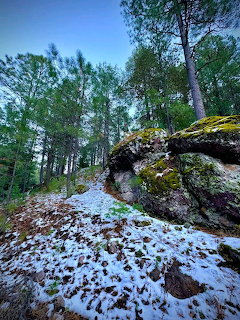 Large moss-covered rock formation in a snowy pine forest with a light snow covering on the ground