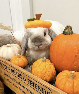 Gray and white lop-eared bunny wearing a tiny pumpkin hat surrounded by various pumpkins in a wooden crate