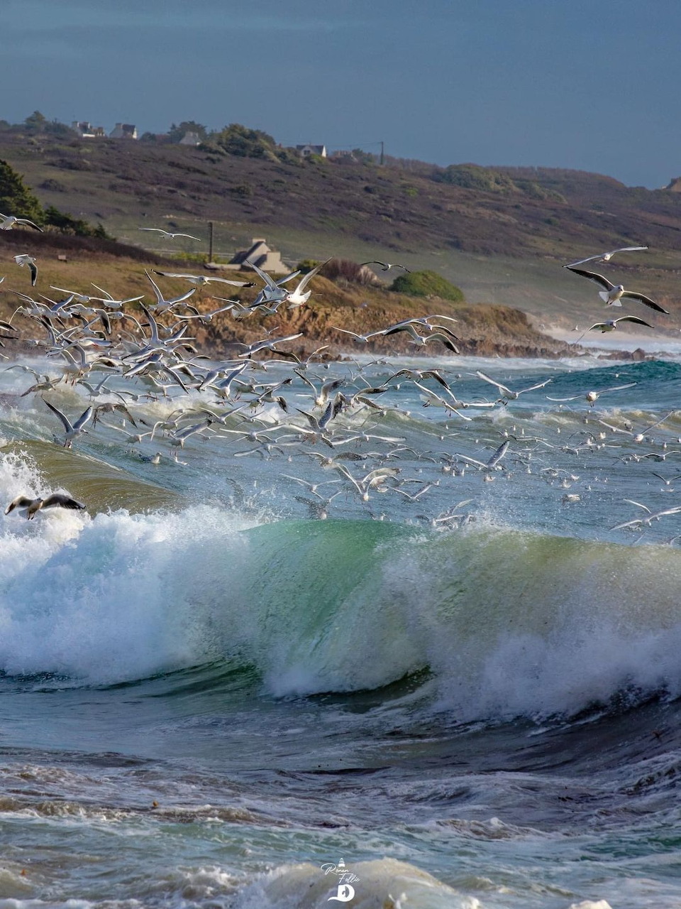 Ocean waves crashing near a rugged beach with many seabirds flying overhead