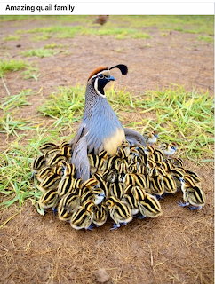 Adult California quail with many striped chicks clustered around her on dirt ground near green grass.