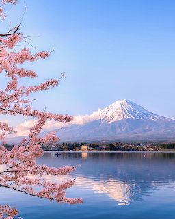 Mount Fuji with snow peak reflected in lake, pink cherry blossoms in foreground